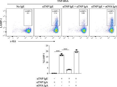 Allergen-Specific <mark class="highlighted">IgA Antibodies</mark> Block IgE-Mediated Activation of Mast Cells and Basophils